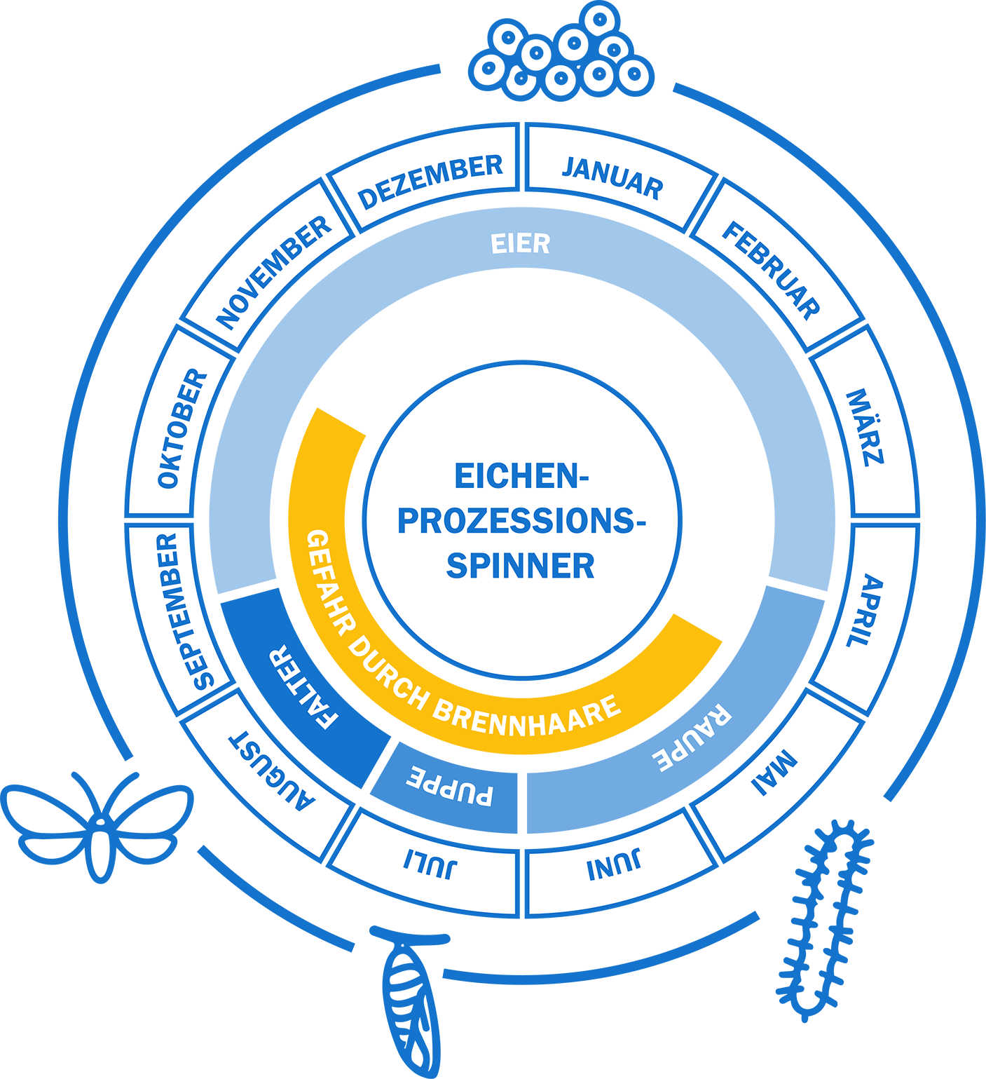 Grafik zum Eichenprozessionsspinner